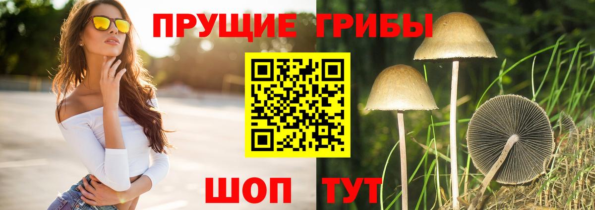 Галлюциногенные грибы Psilocybe Казань